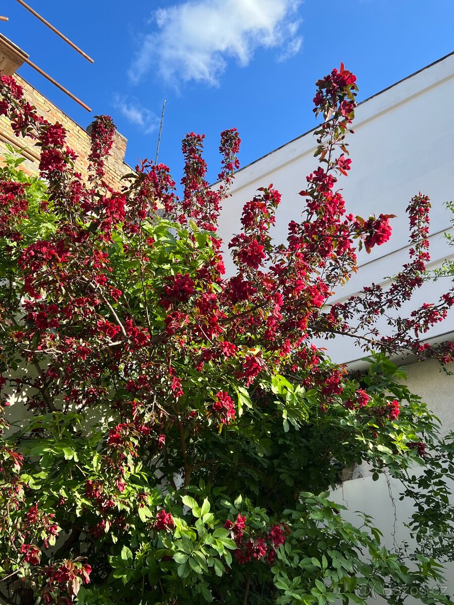 PRONÁJEM samotného pokoje v centru Holic - 12