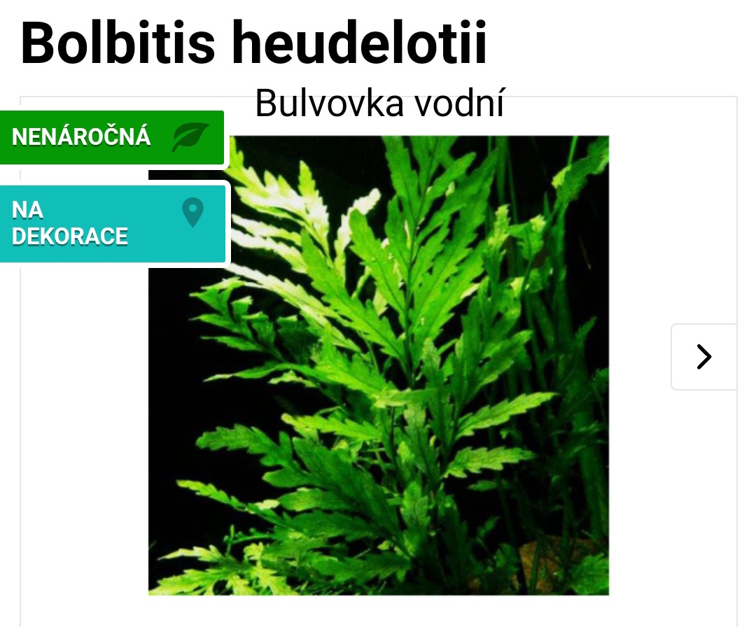 Akvarijní rostlinky a krevetky Red Cherry - 12