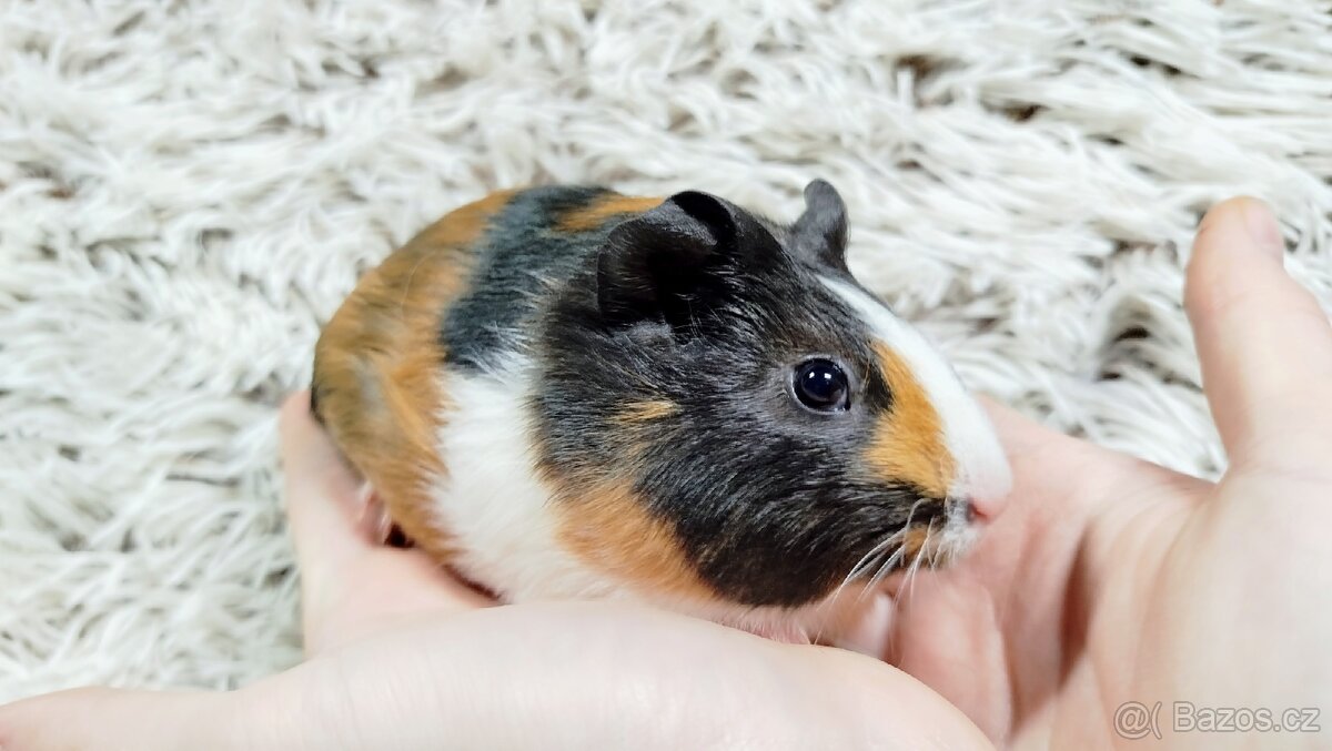 Morče, Morčata, Morčátko, Morčátka -JUSTÝNA A JESSIE - 12