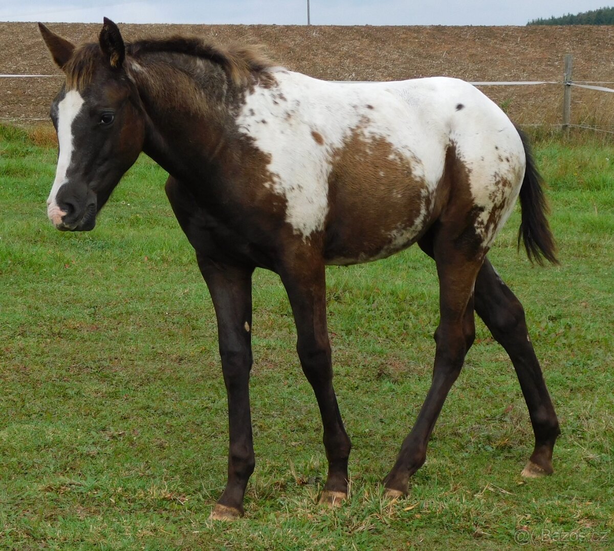 Appaloosa hřebec - připouštění - 12
