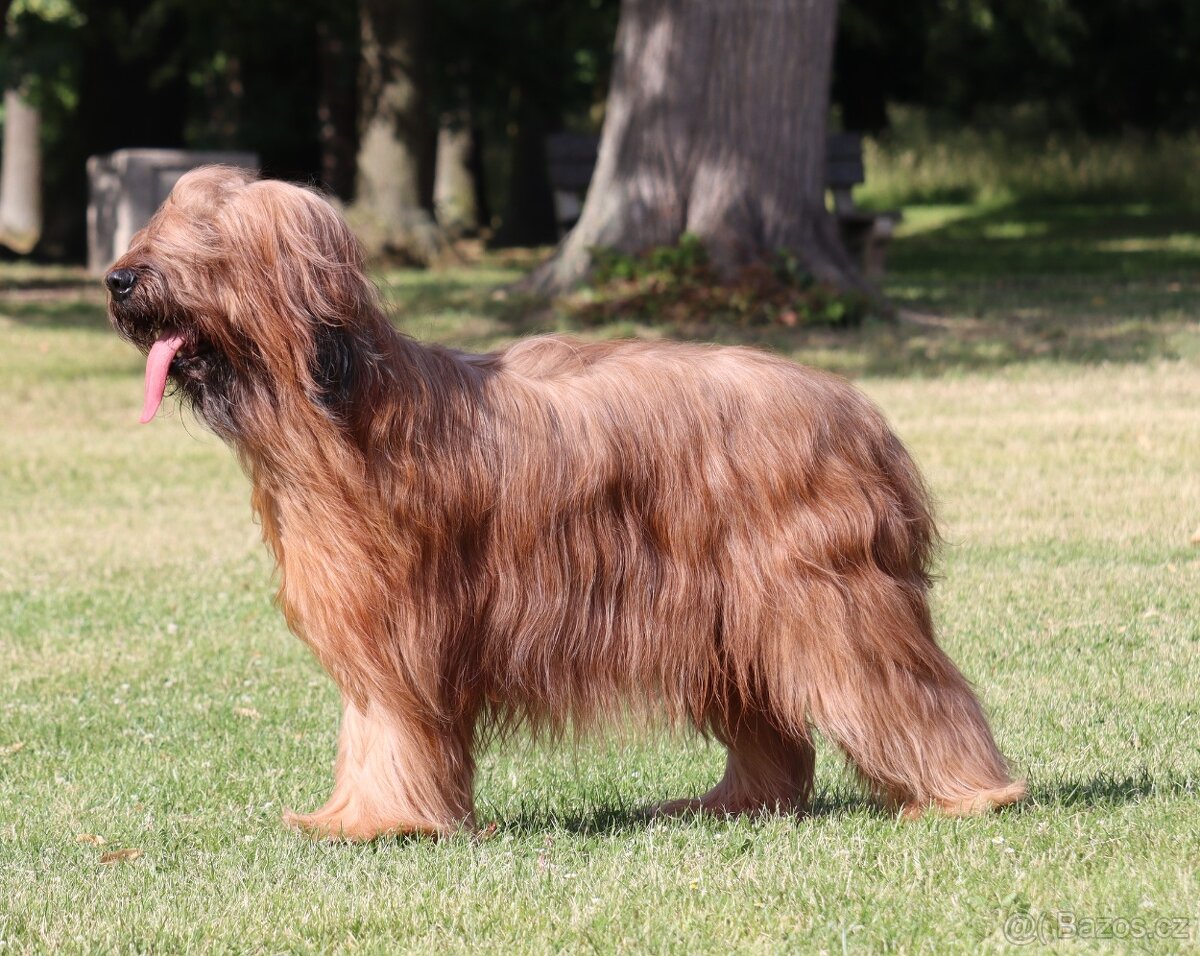 PLAVÁ ŠTĚŇÁTKA BRIARDŮ - 12