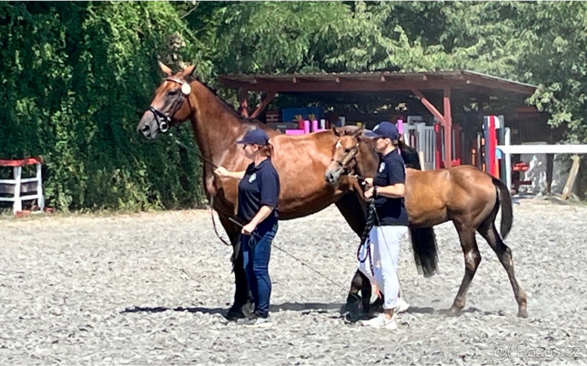 Prodáme 1,5 letou klisnu Českého teplokrevníka, ČT - 12
