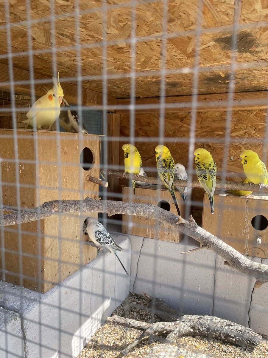 Papoušek vlnkovaný - TCB Andulka - 12