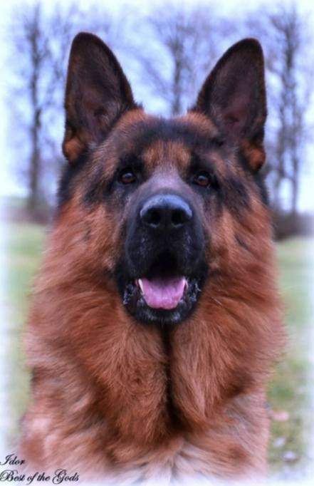 Německý ovčák-štěňátka typ Rex k rezervaci-odběr říjen - 12