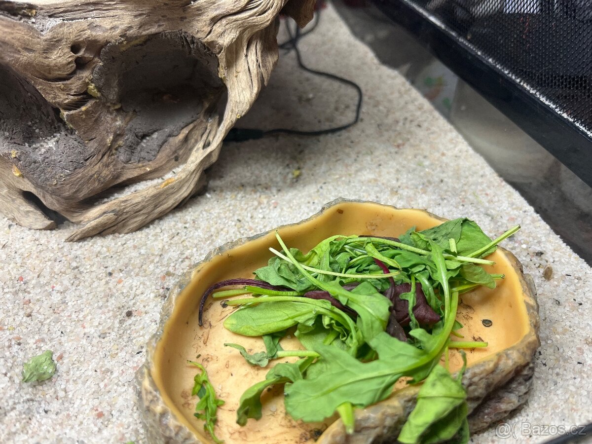 Prodám agamu+ všechny vybaveni. Rychlá koupe sleva 500 a vic - 12