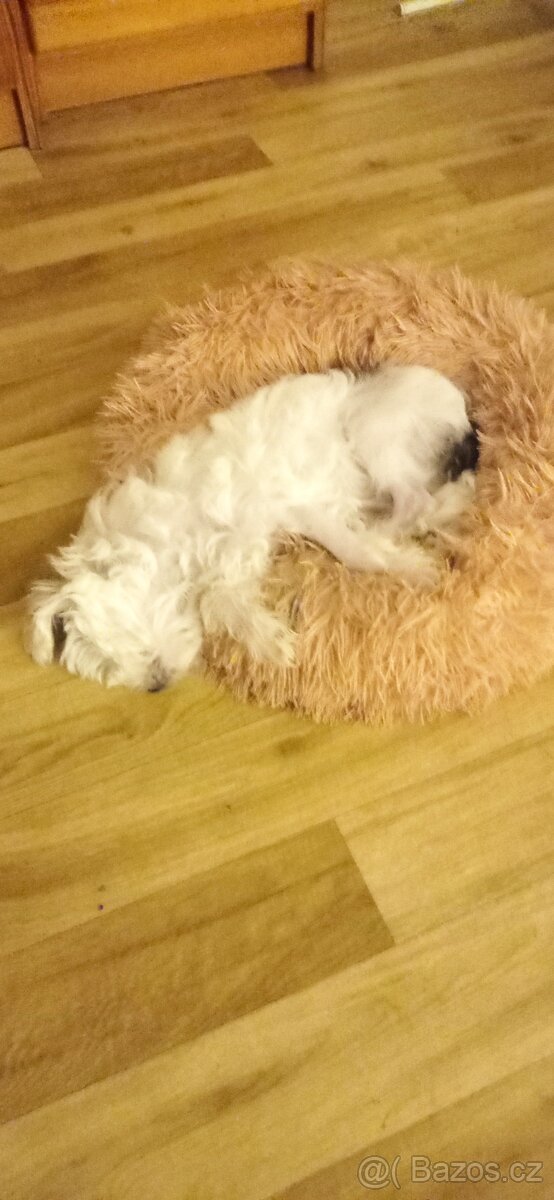 Čínský chocholatý pes - 12