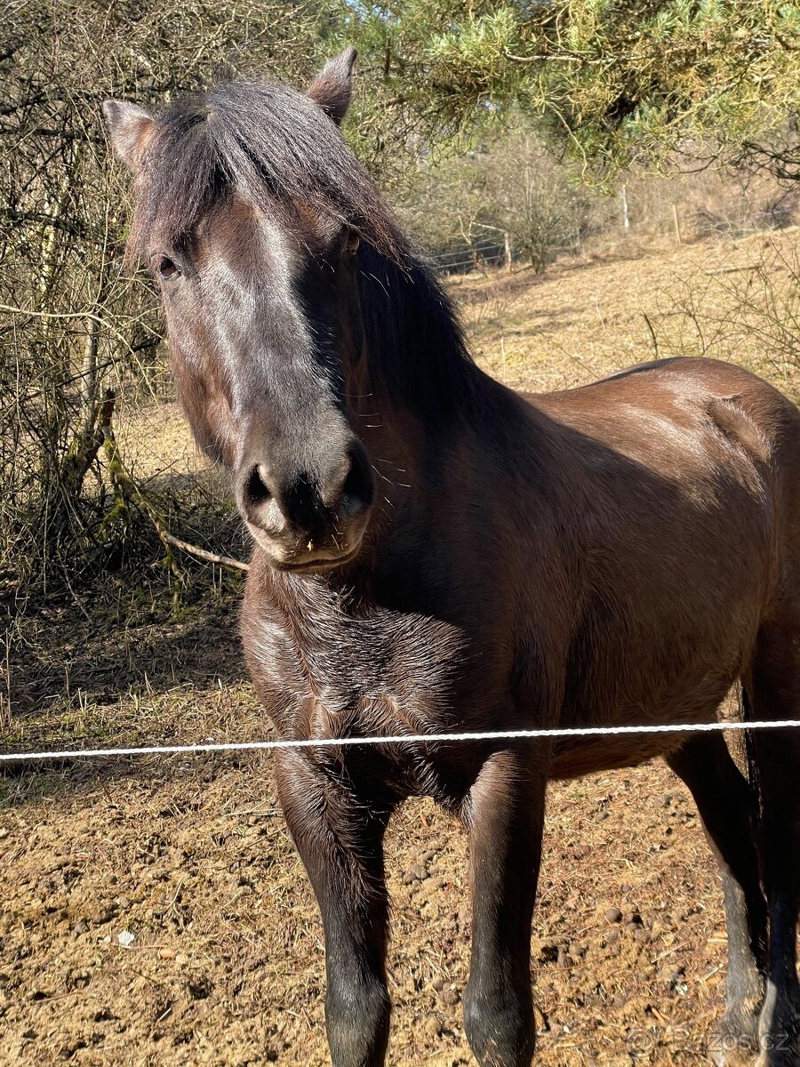 Milionový valach - 12