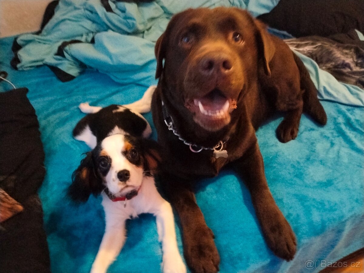 Labradorský retrívr s PP - 12