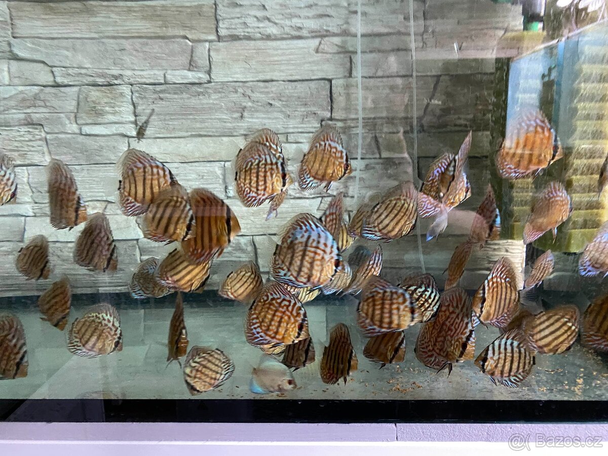 Discus, terčovci RED Tyrkys - 12