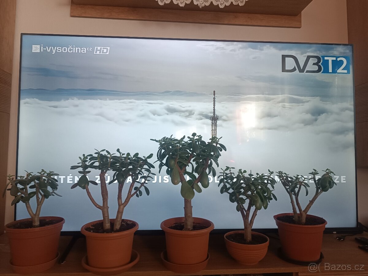 Prodám tlustice + palmy + jiné rostliny - 12