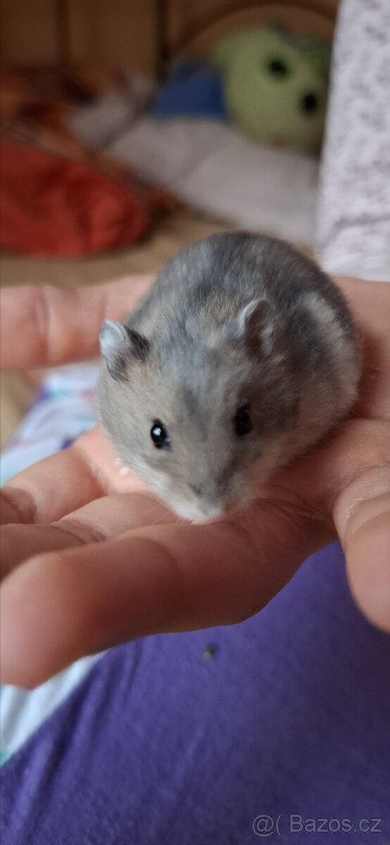 Křeček džungarský - 12