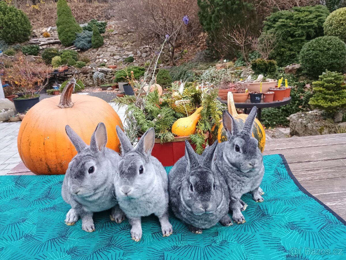 Zakrslý REX činčilový vánoční miminka - 12