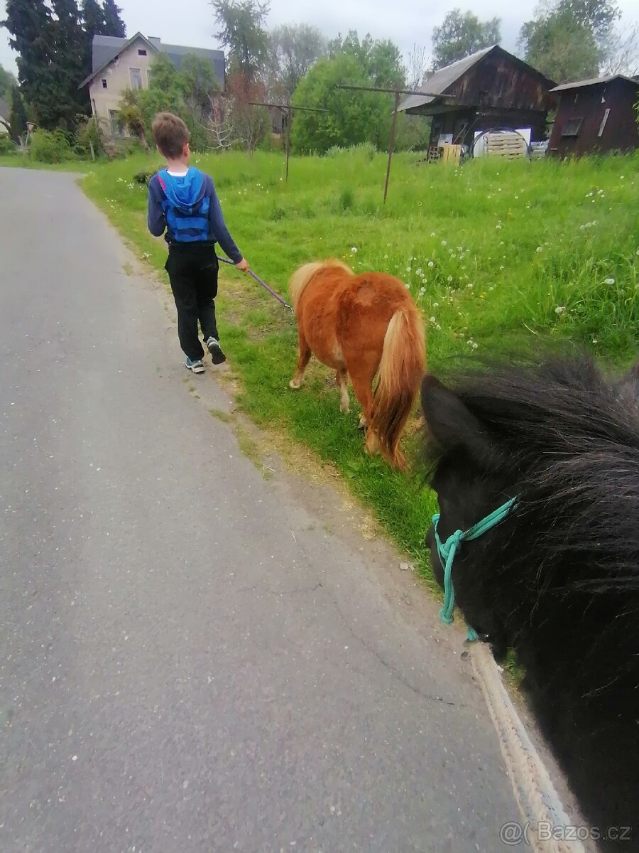 Pronájem pony - 12