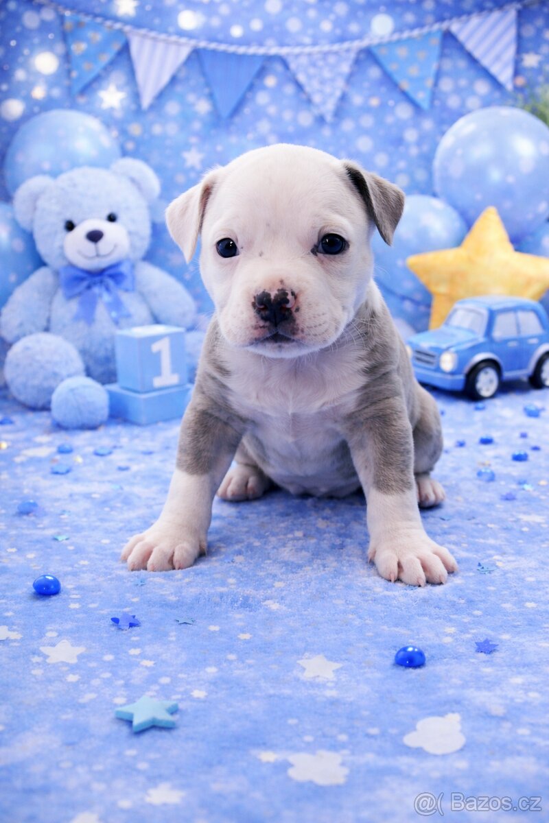American Bully Standard - 12