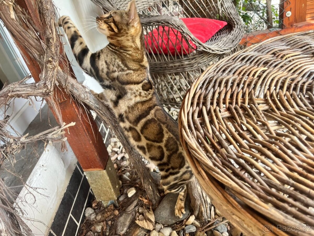 Bengálská kočka - 12