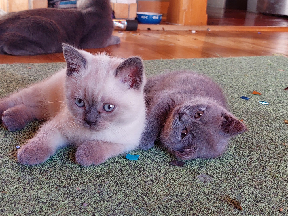 Koťátka – britská kočka - 12