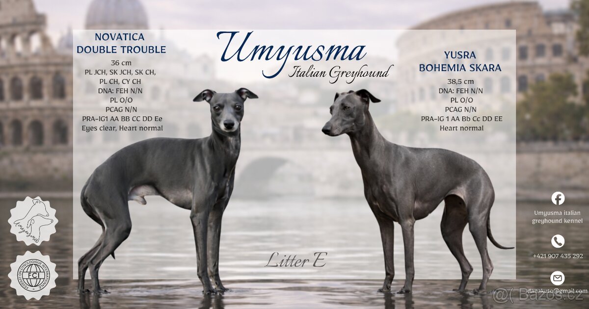 Italský chrtík - 12