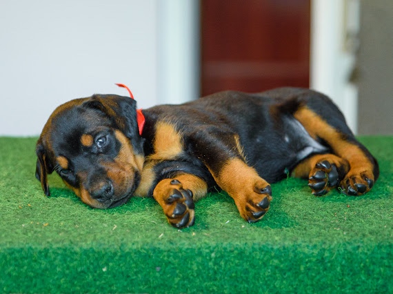 DOBERMAN S FCI PP - dobrman štěňata - 12