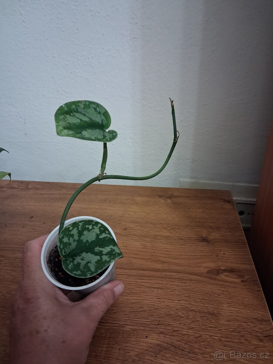 Pokojové rostliny 1 - 12