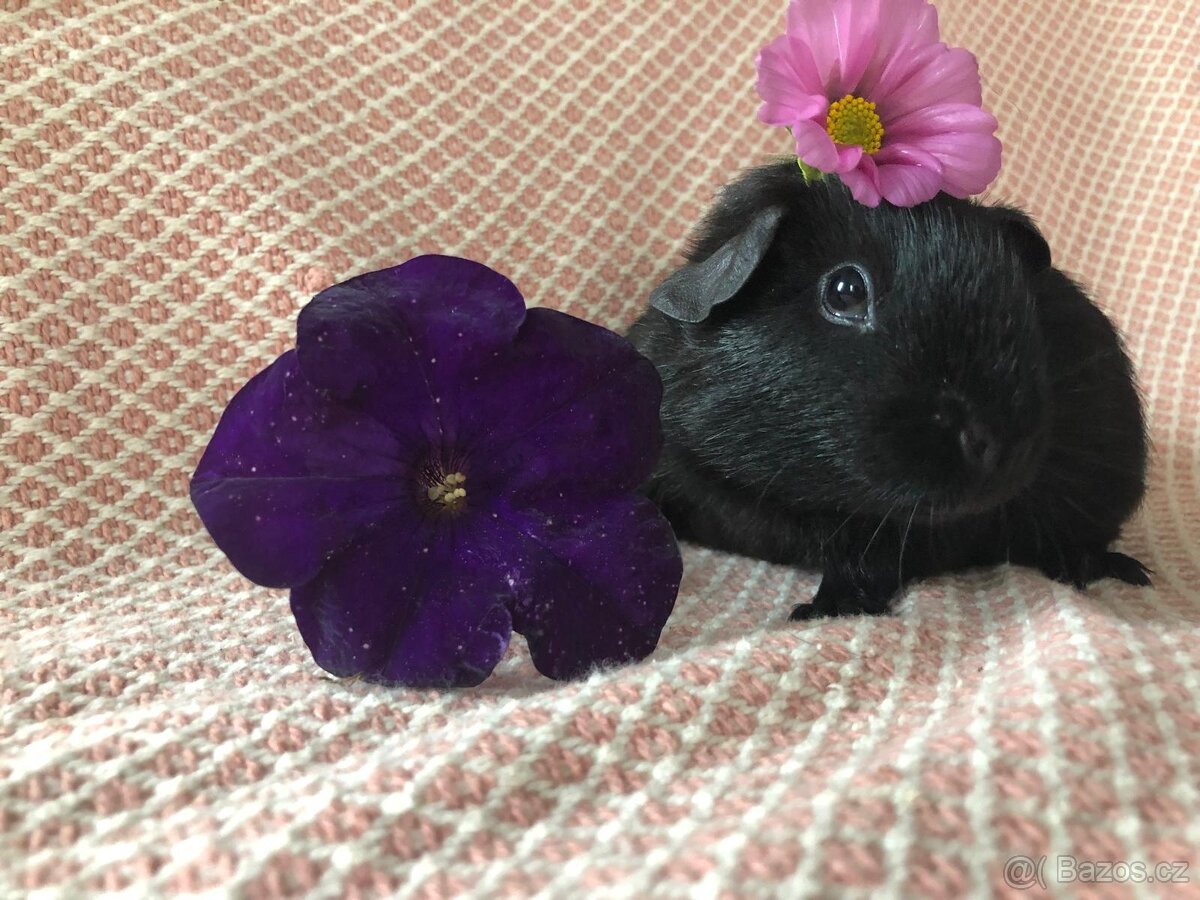 Morče - morčátko - 12