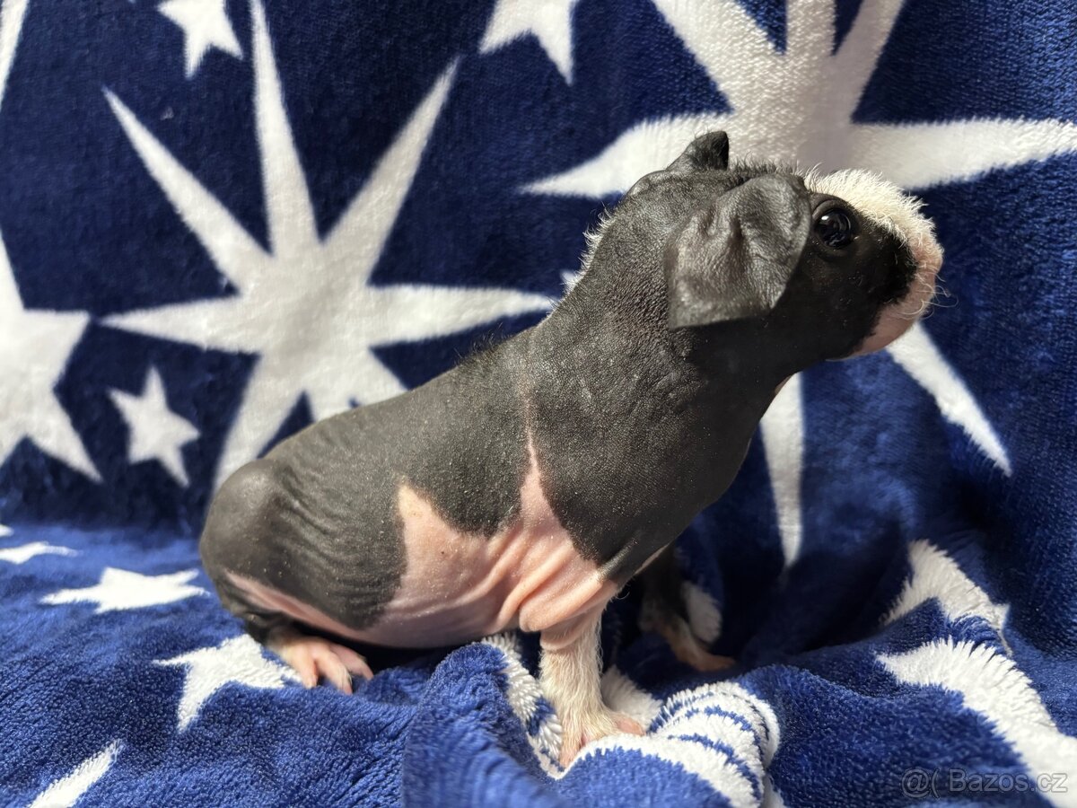 Skinny morče s PP - 12