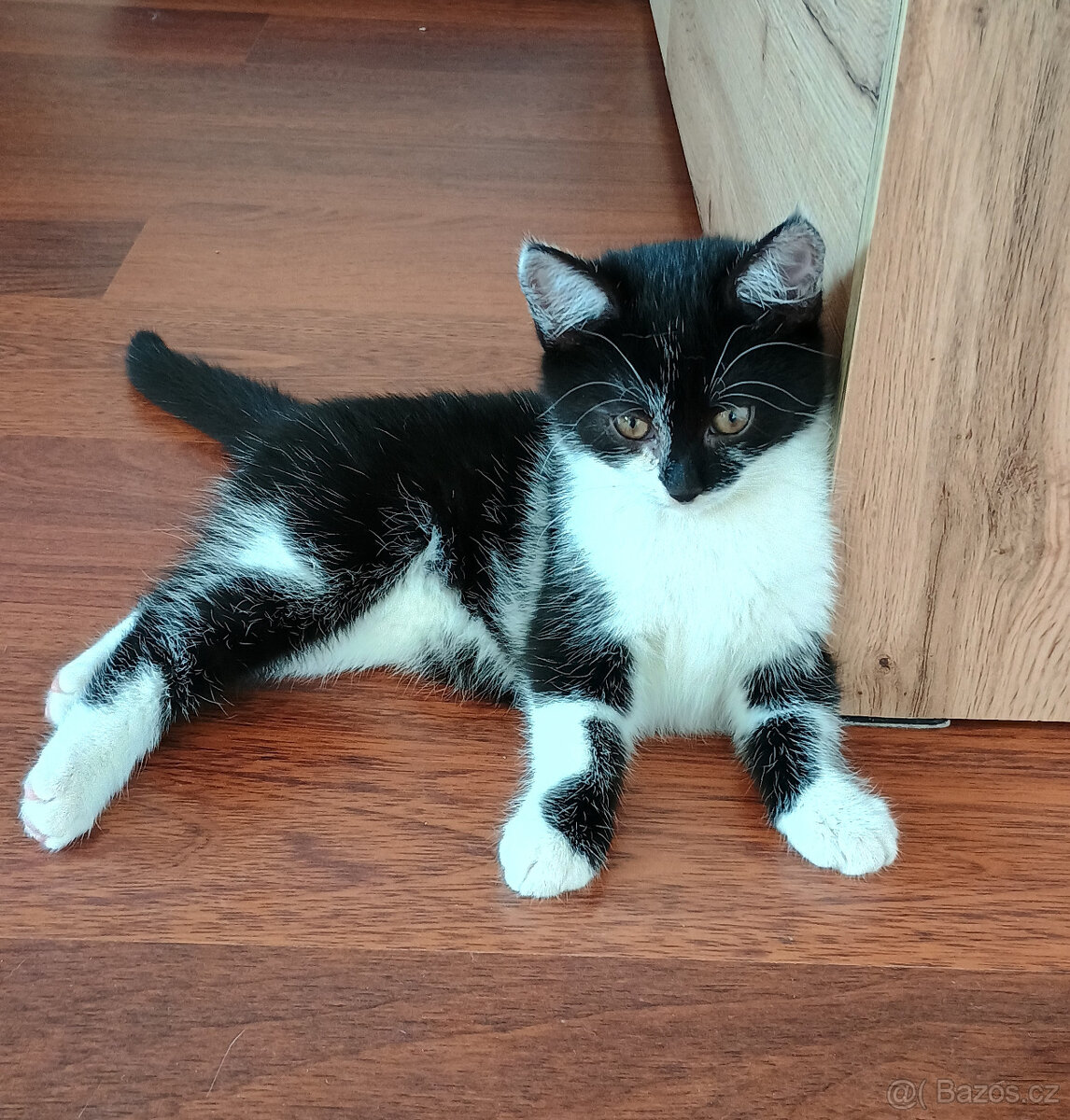 Koťata, kotě, jen do dobrých rukou - 12