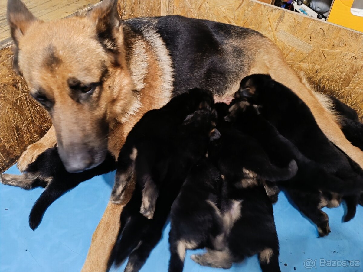 ŠTĚŇATA NĚMECKÉHO OVČÁKA TYPU REX - 12