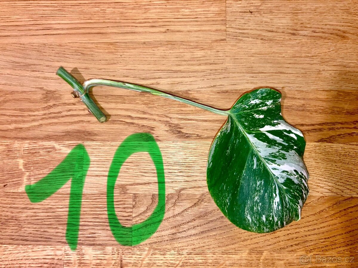 VYPRODÁNO Monstera albo variegata panašovaná bílá deliciosa - 12