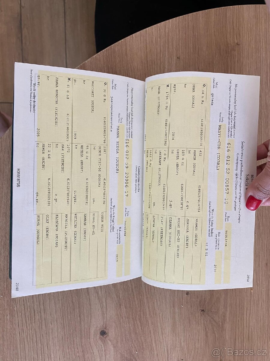 Charakterní valach Hucul - 12