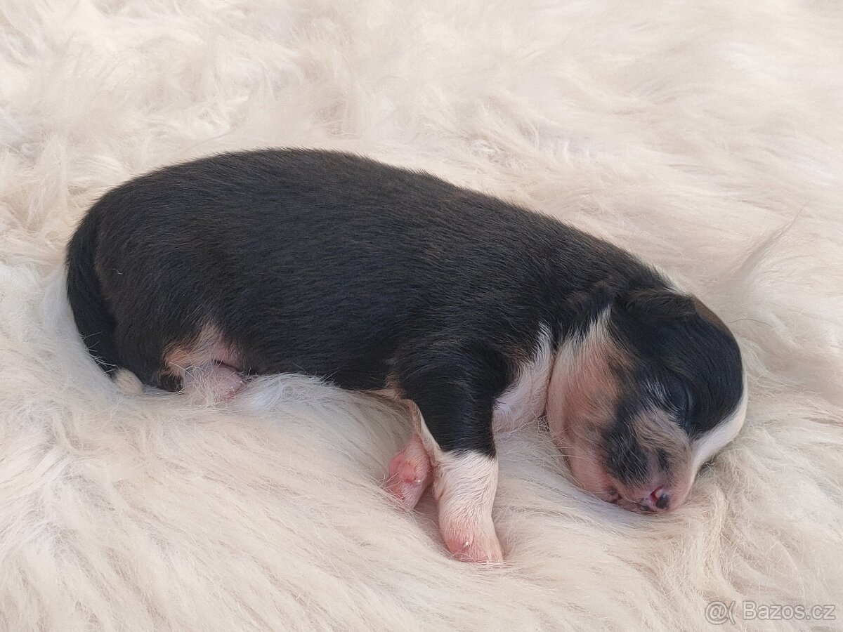 Australský ovčák s PP - fenečky k rezervaci - 12