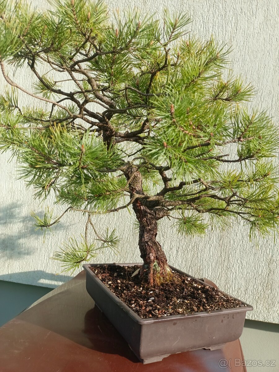 bonsai, bonsaj - 12
