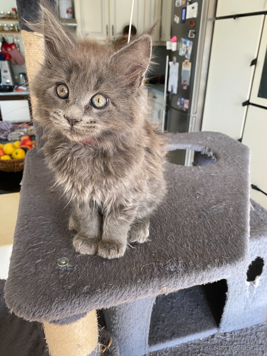 Čistokrevné mainské mývalí koťátko - blue smoked - holčička - 12