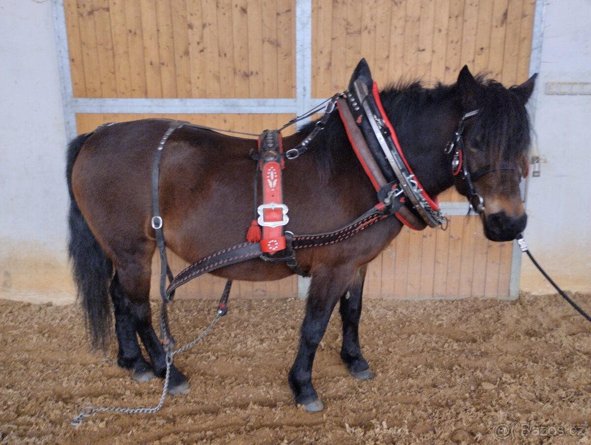 Chomoutový postroj - 12