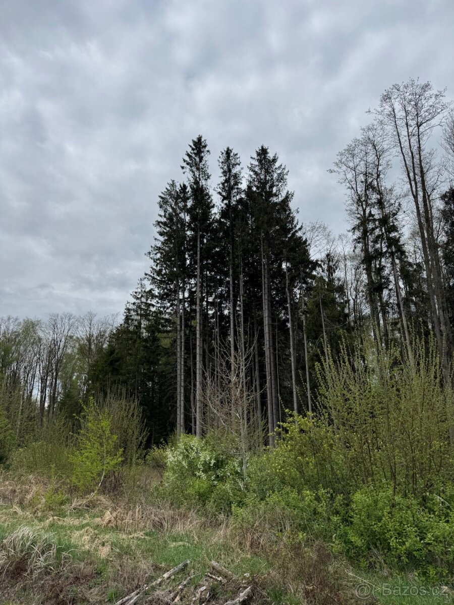 Prodám lesní pozemek v k.ú. Bednáreček - 12