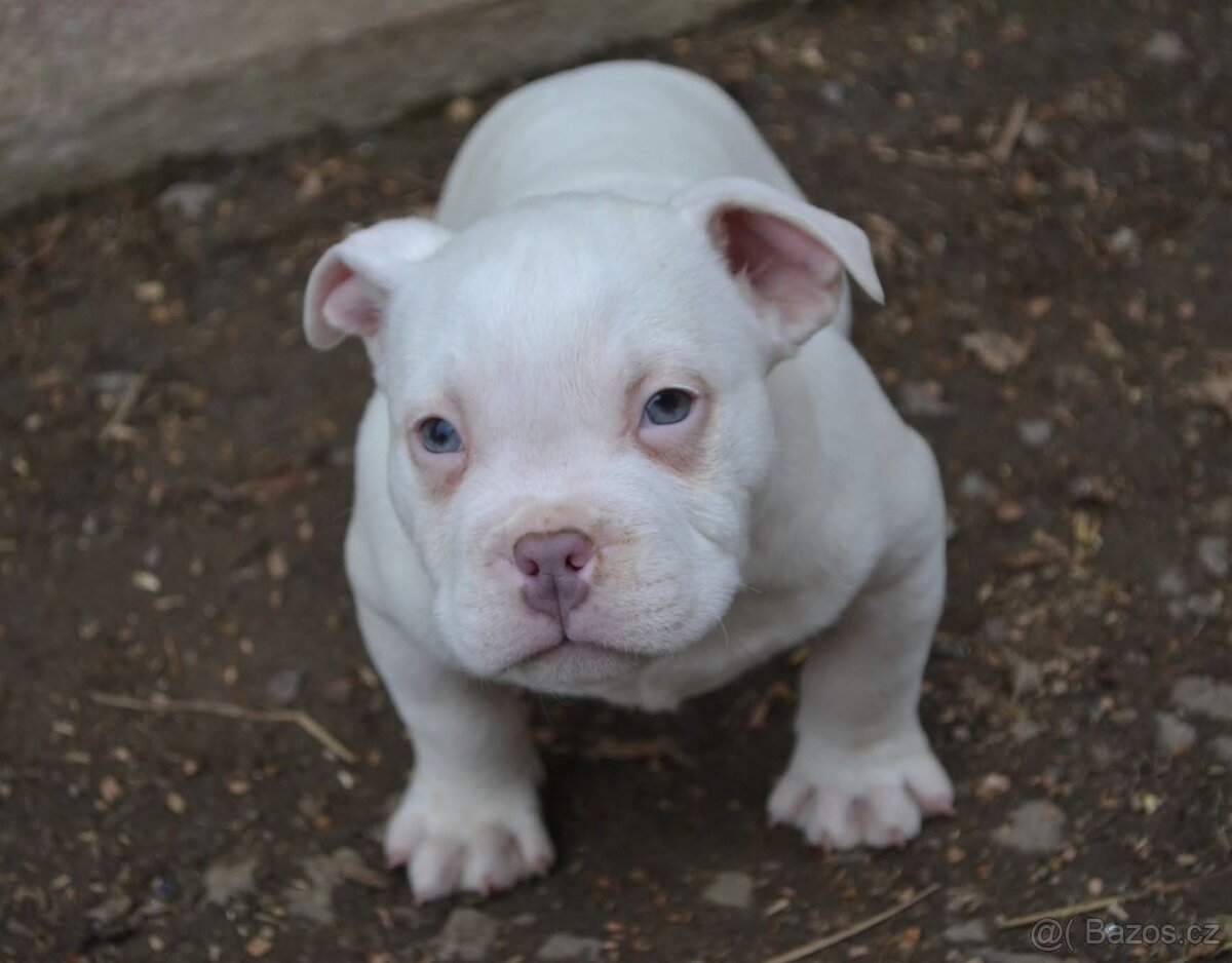 American bully pocket / standard - 12