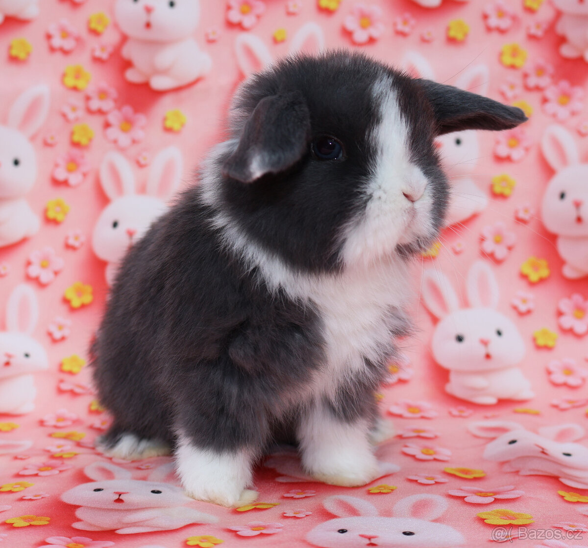 Zakrslý modrooký beránek - samička . - 12