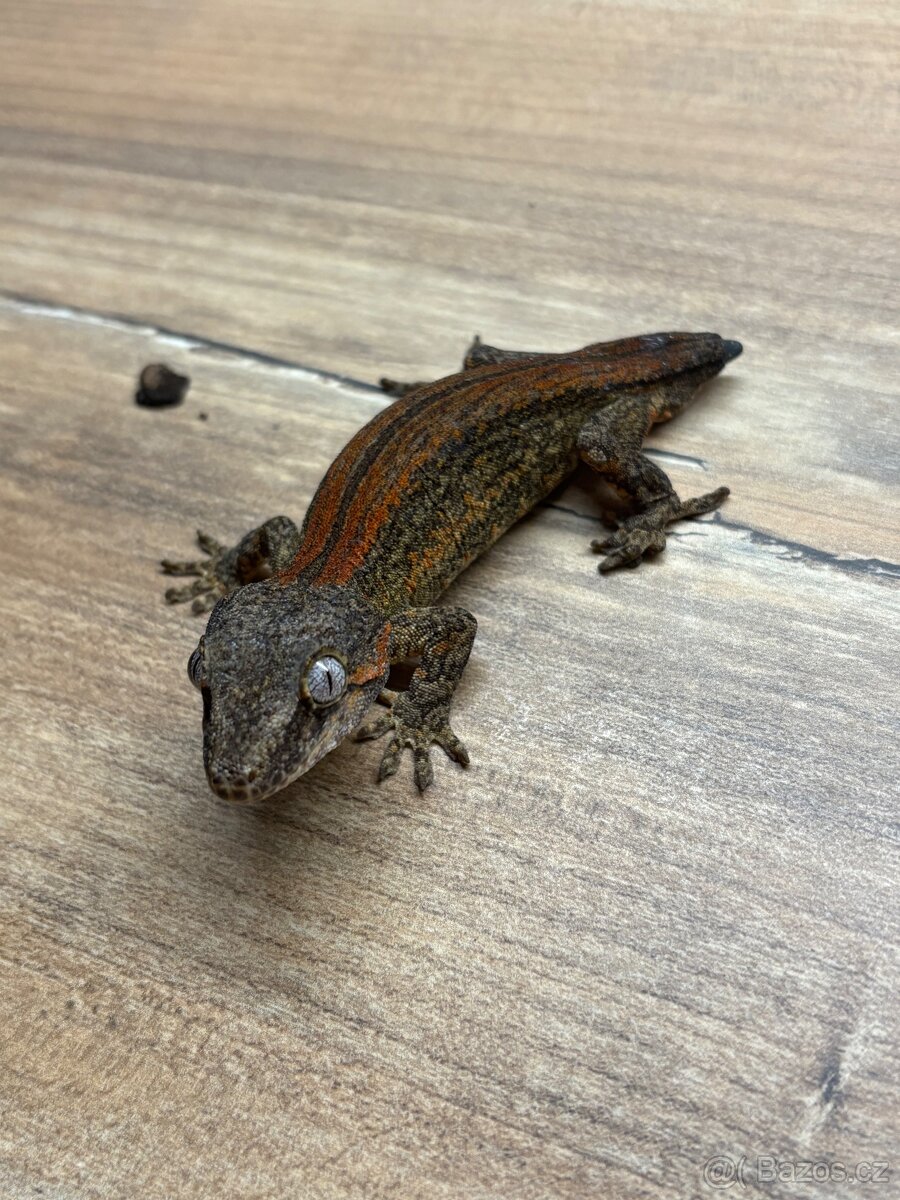 pagekon hrbolkohlavý,pagekon řasnatý - 12