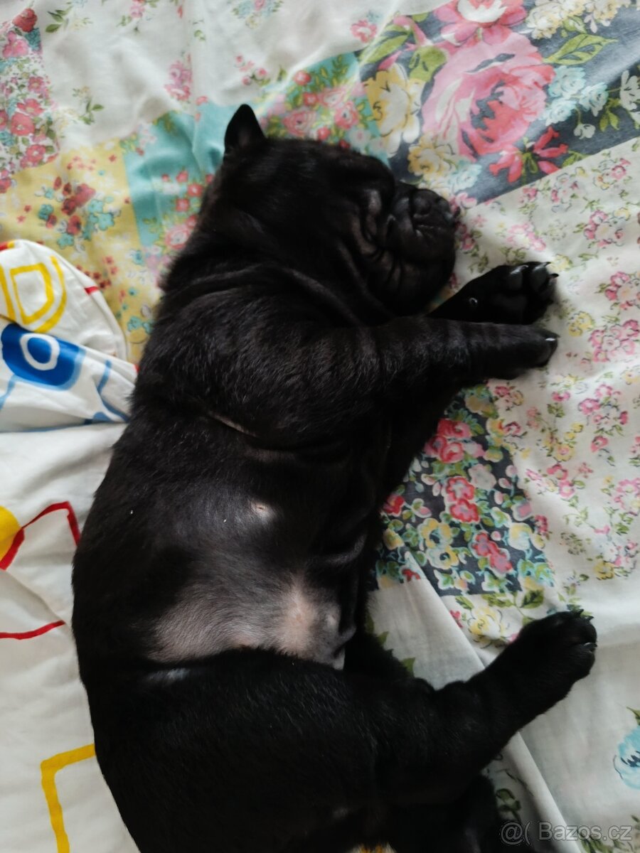 Šarpej 3 měsíce. - 12