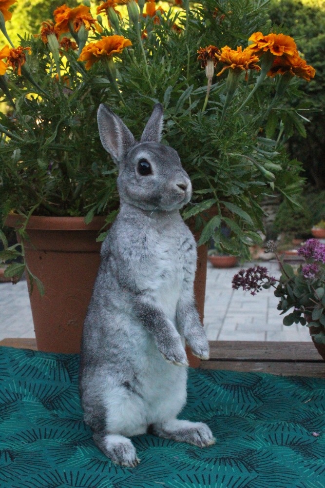 Zakrslý REX činčilový s rodokmenem miminka - 12