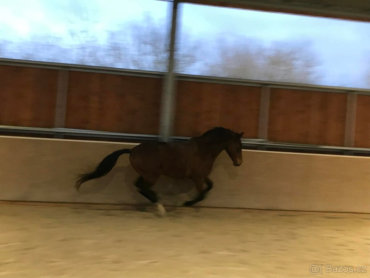 valach 9 let, 158 cm kůň pro ženu - 12