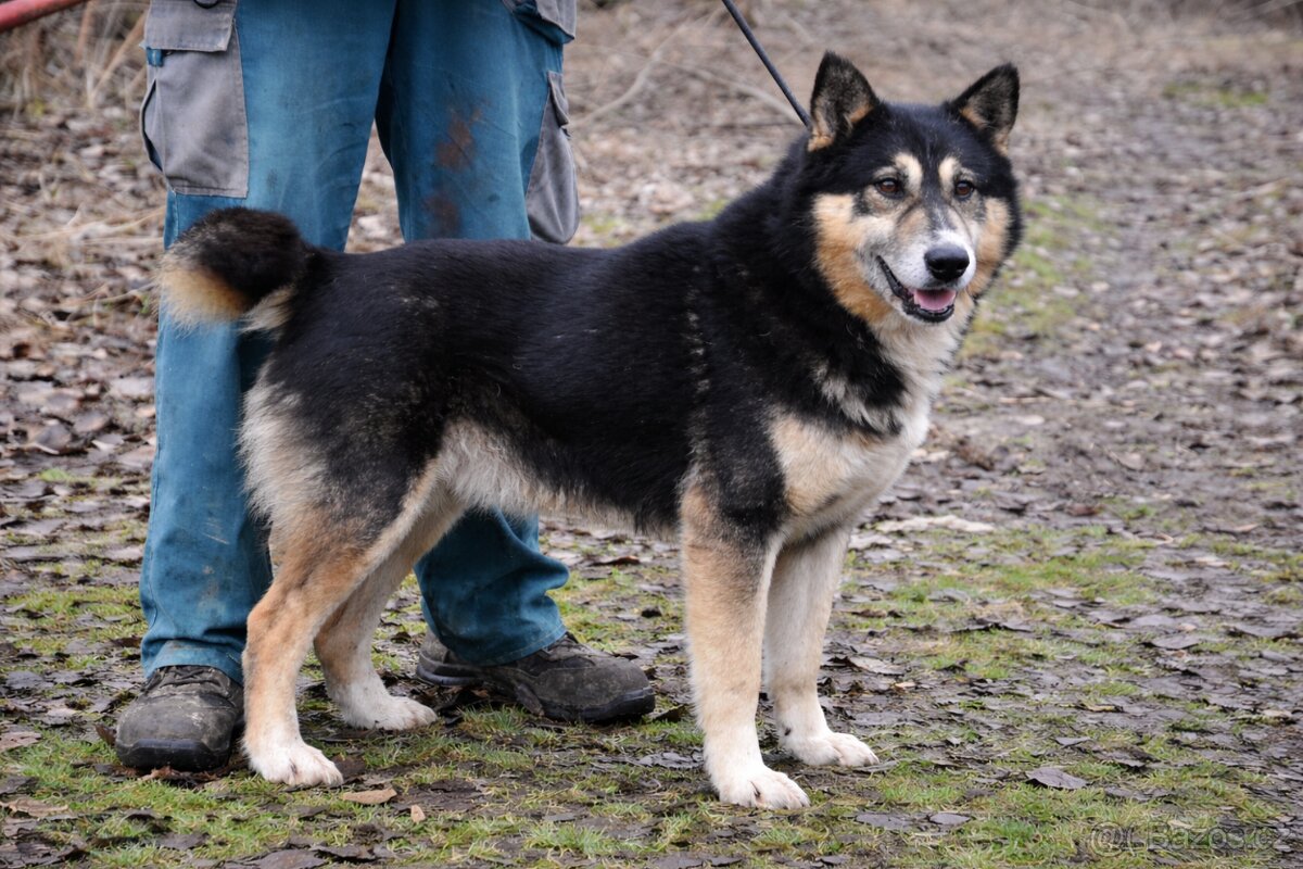 Roger hledá domov - 12