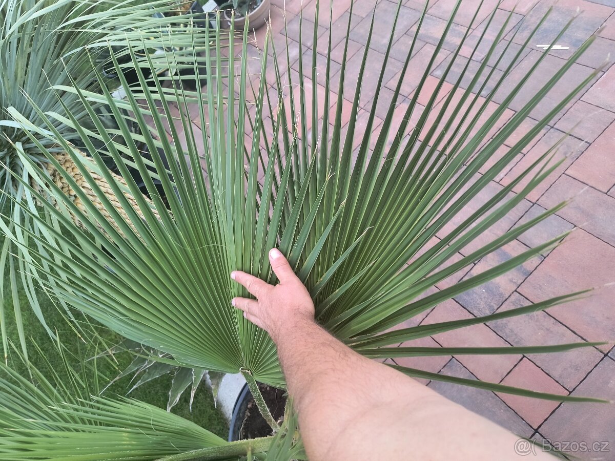Sabal brazoriensis yucca juka - 12