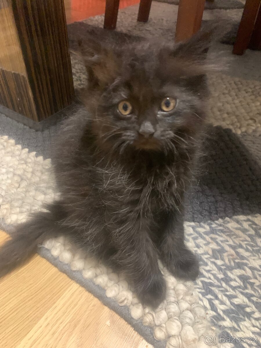 Britská koťátka - 12