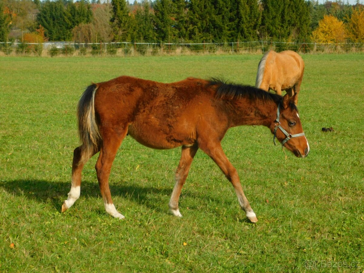 letošní hřebeček pony - 12