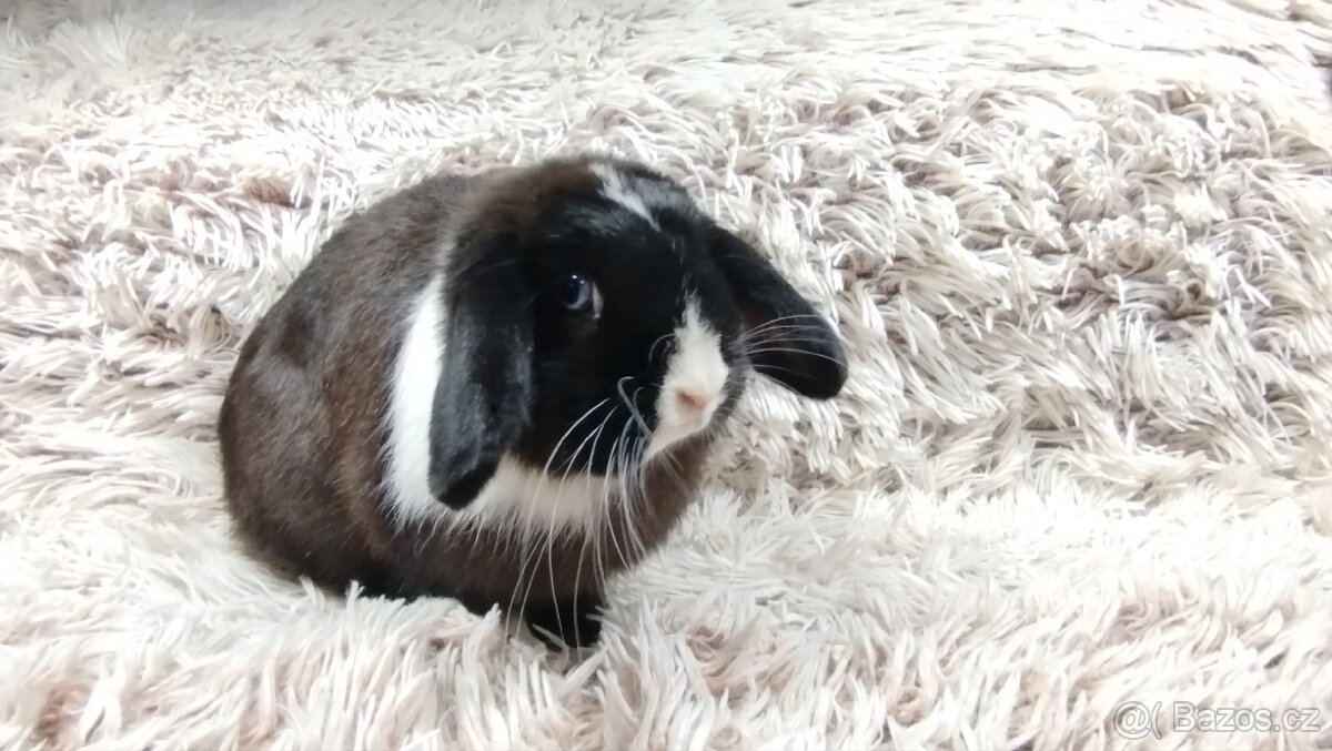 Zakrslý beránek, králíček, králík - 12