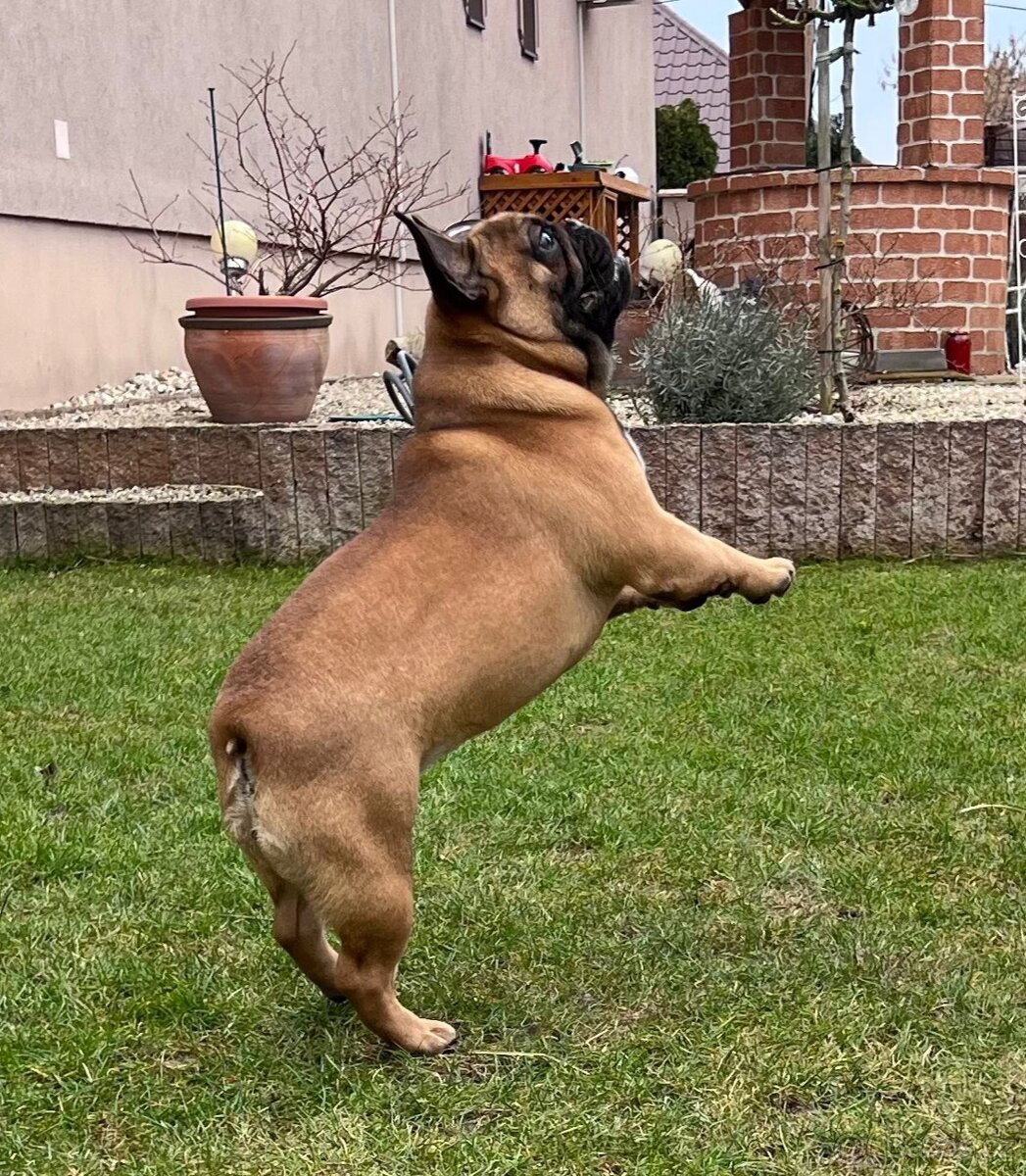 Francouzsky buldoček s PP - psík - 12