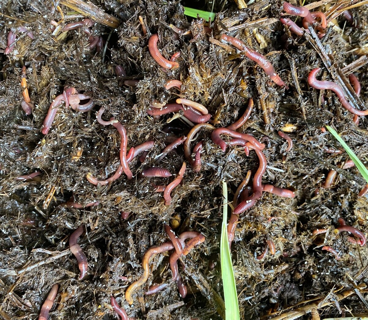 Kalifornské a Hnojní Žížaly - 12