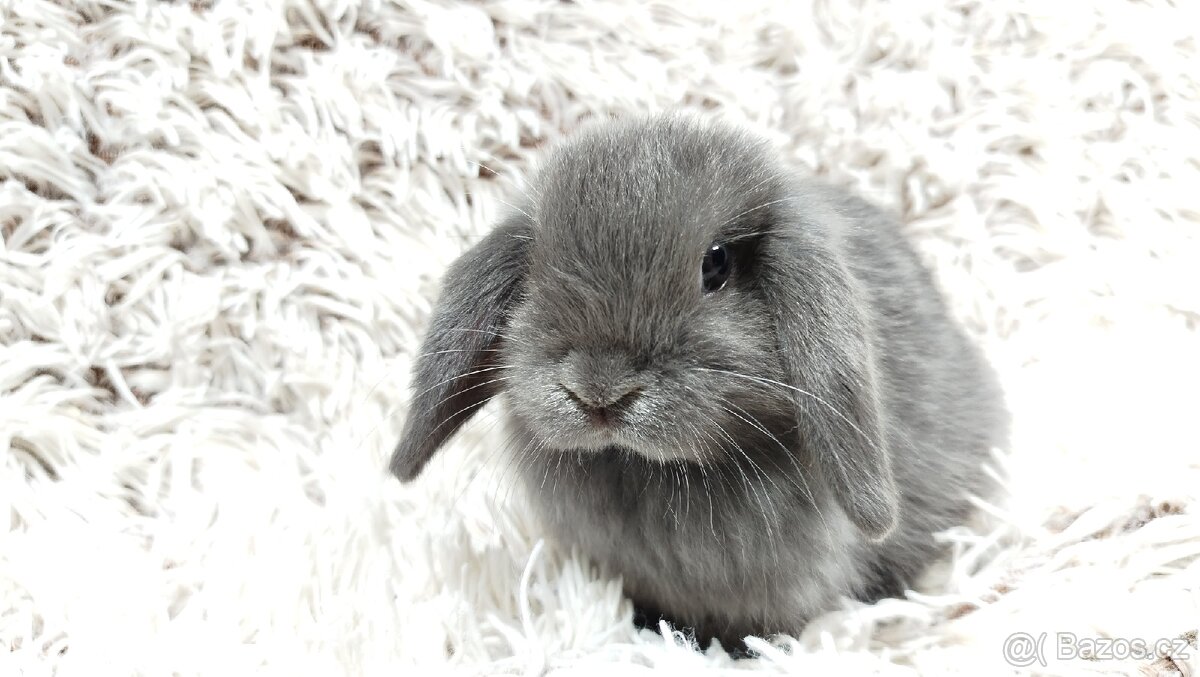 Zakrslý beránek, králíček, králík - KVÍDO - 12