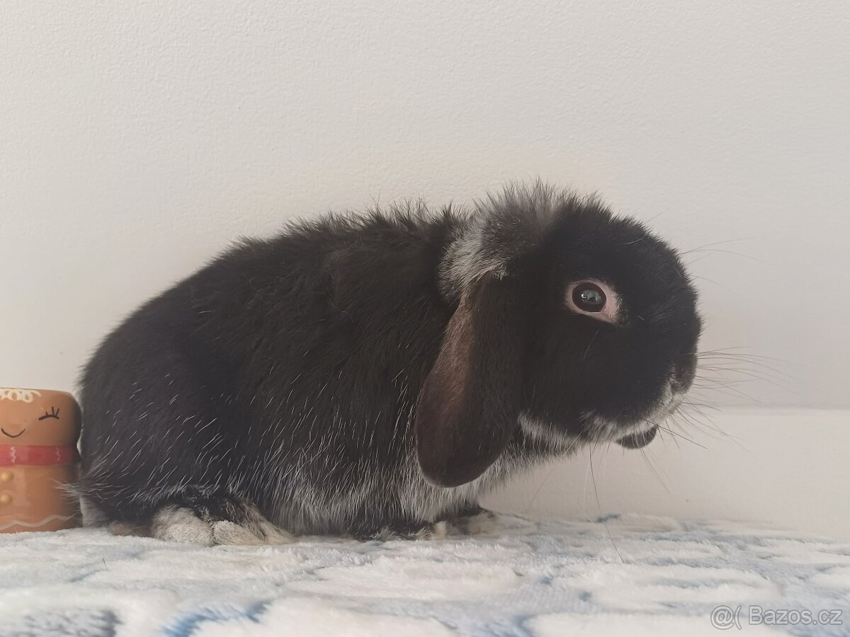 Volný Sameček Anglický Zakrslý Beránek MiniLop🤍 - 12