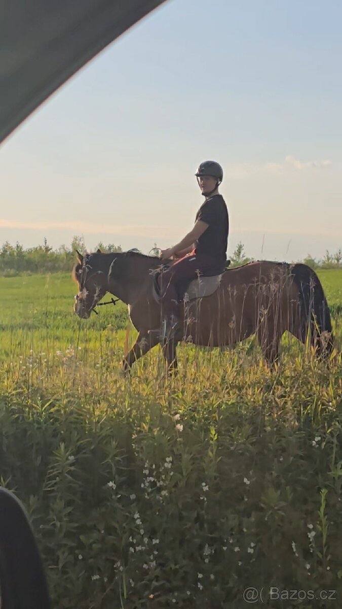 Huculská klisna, hucul, rekreace, vyjížďky, hipoterapie. - 12